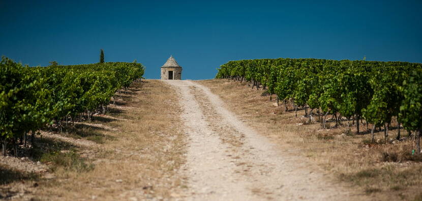 Vigne du Chateau Eugénie à Albas © Lot Tourisme - C. ORY